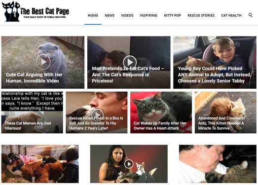 BestCatPage|爱猫人之家趣事网