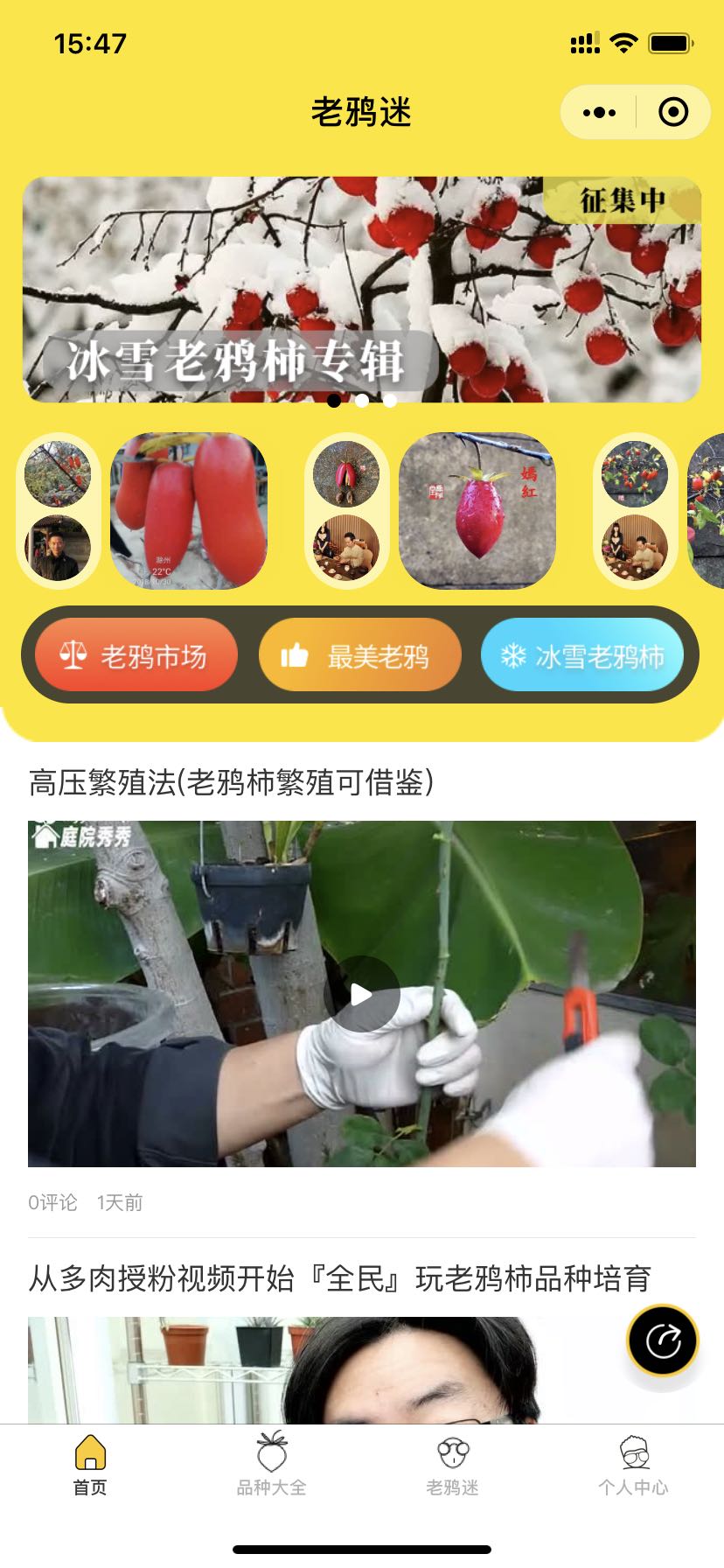 老鸦迷