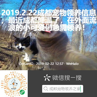 成都宠物领养之家